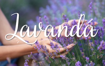 Lavanda, un tesoro naturale per il benessere e la bellezza